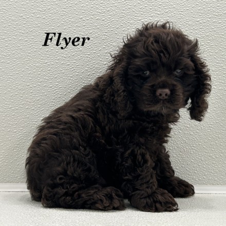 puppy, for, sale, Cocker Spaniel, Joe & Cherri  Overlease, dog, breeder, Miller, MO, dog-breeder, puppy-for-sale, forsale, nearby, find, puppyfind, locator, puppylocator, aca